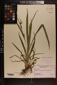 Carex pigra image