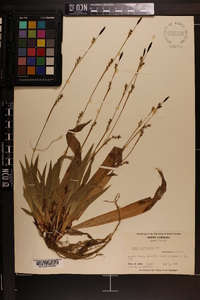 Carex plantaginea image