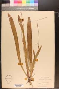 Carex plantaginea image