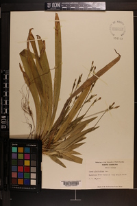 Carex plantaginea image