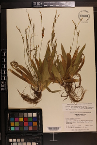 Carex platyphylla image