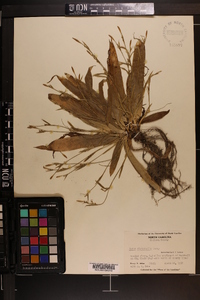 Carex platyphylla image