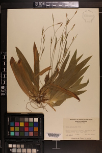 Carex platyphylla image