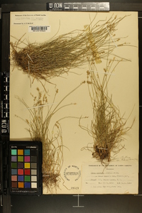 Carex retroflexa image