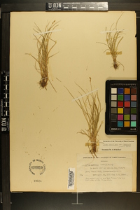 Carex retroflexa image