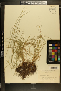 Carex retroflexa image