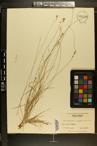 Carex retroflexa image