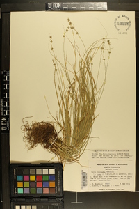 Carex convoluta image