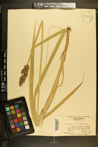 Carex stipata var. maxima image