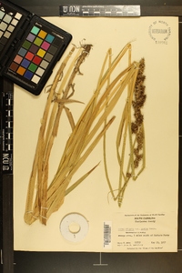 Carex stipata var. maxima image