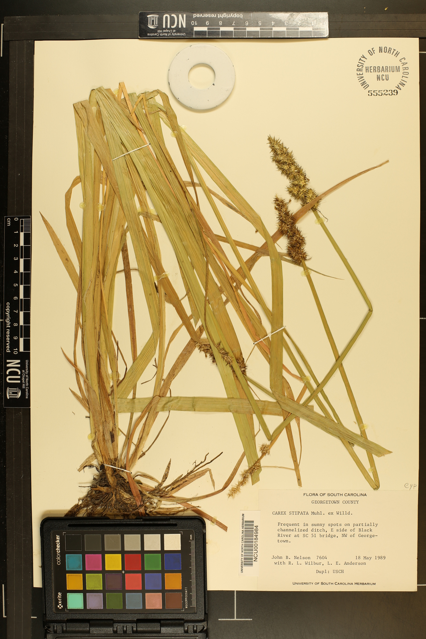 Carex stipata var. maxima image
