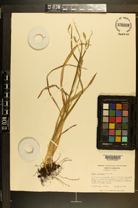 Carex striatula image