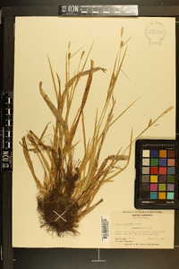 Carex striatula image