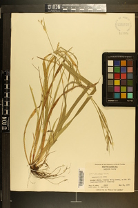 Carex striatula image