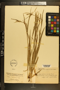 Carex striatula image