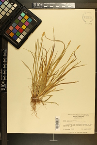 Carex striatula image