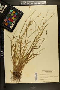 Carex styloflexa image