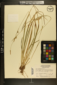 Carex styloflexa image