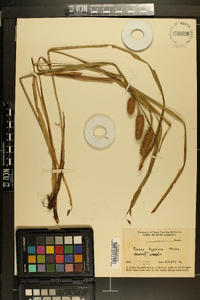 Carex typhina image