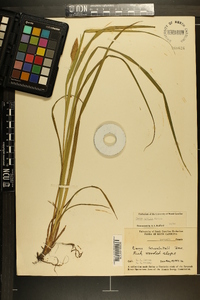 Carex typhina image