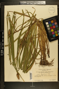 Carex typhina image