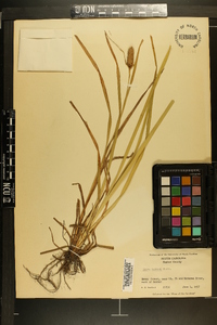 Carex typhina image