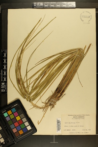 Carex walteriana image