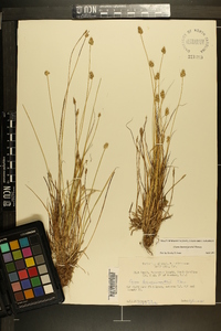 Carex leavenworthii image