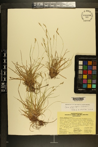 Carex physorhyncha image