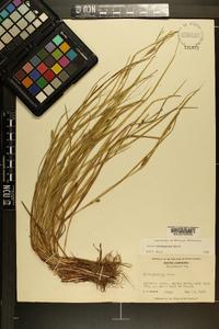 Carex planispicata image