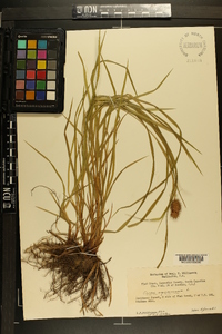 Carex squarrosa image