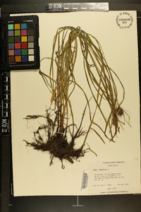 Carex squarrosa image