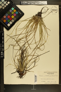 Carex umbellata var. tonsa image