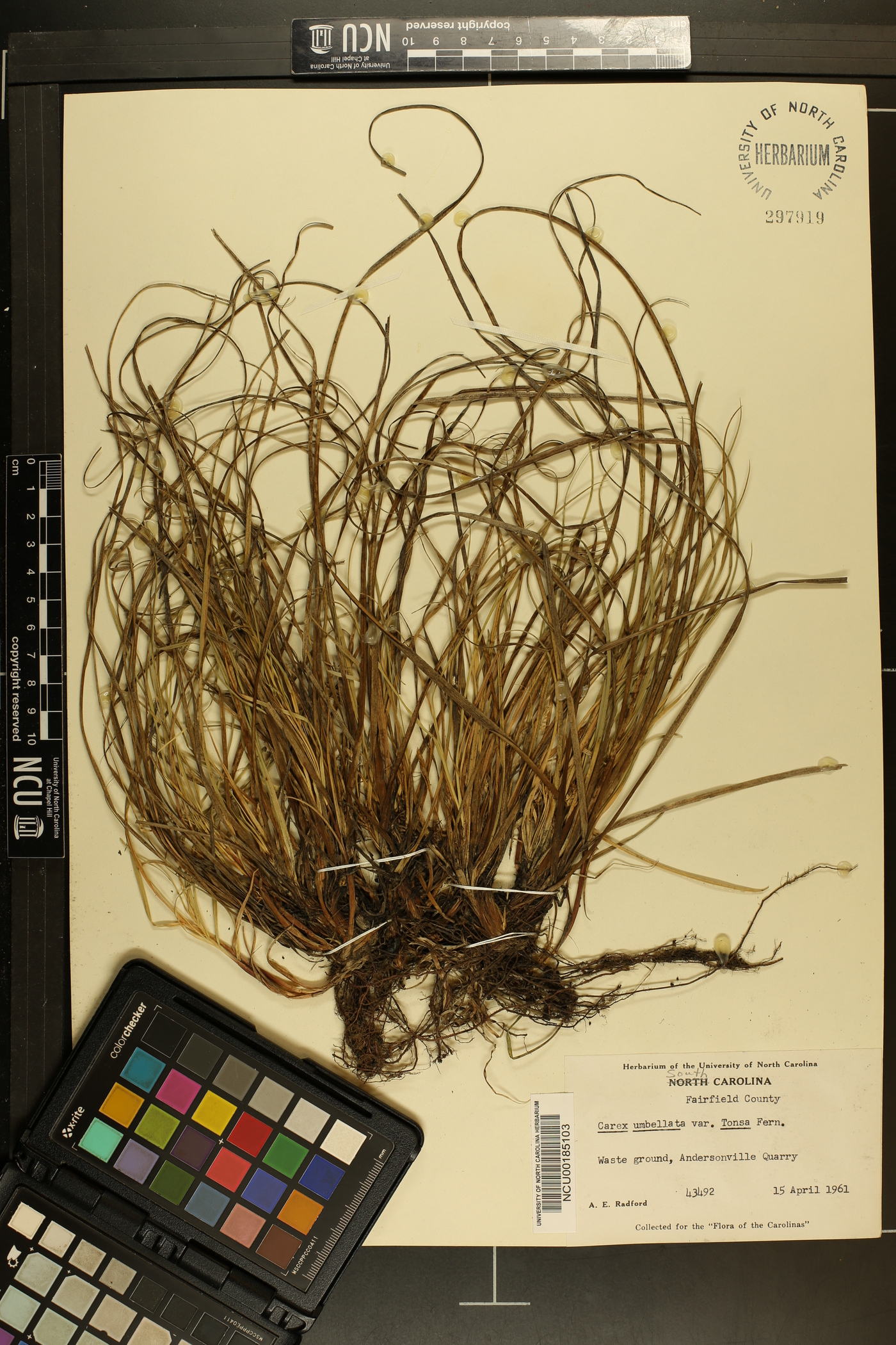 Carex umbellata var. tonsa image