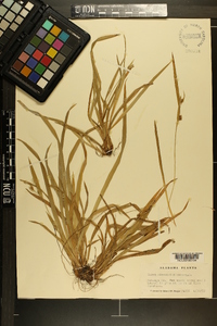 Carex abscondita image