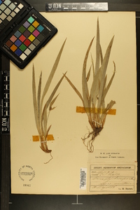 Carex abscondita image