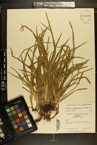 Carex abscondita image