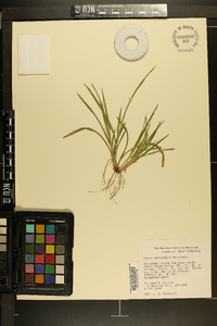 Carex abscondita image