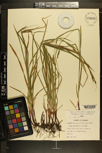 Carex oxylepis image