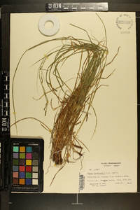 Carex aestivalis image