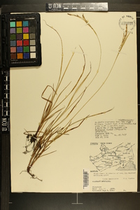 Carex aestivalis image