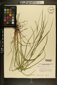 Carex aestivalis image