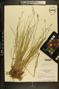 Carex albolutescens image