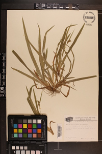 Carex laxiculmis image