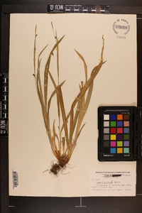 Carex laxiculmis image