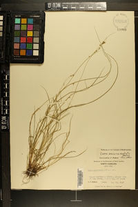 Carex rosea var. radiata image