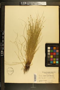 Carex rosea var. radiata image