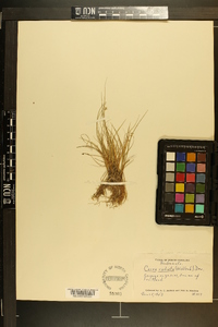 Carex rosea var. radiata image