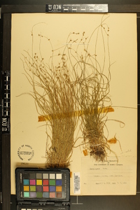 Carex rosea var. radiata image