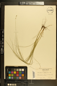 Carex rosea var. radiata image